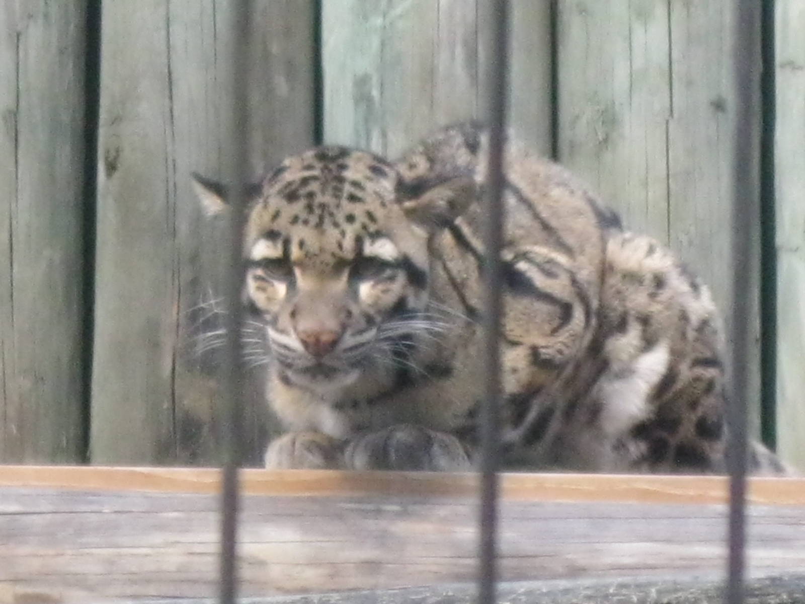 Clouded Leopard