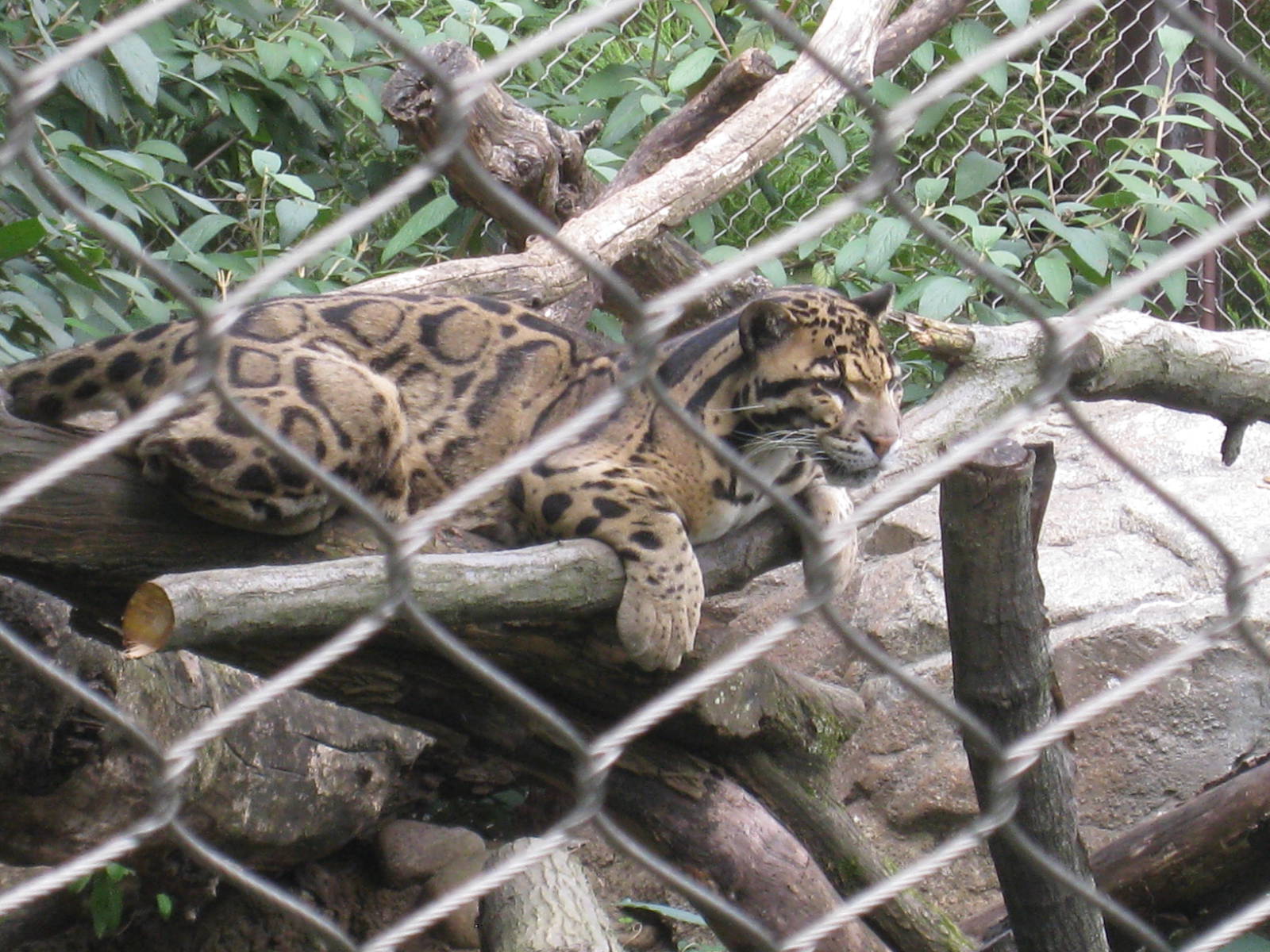 Clouded Leopard