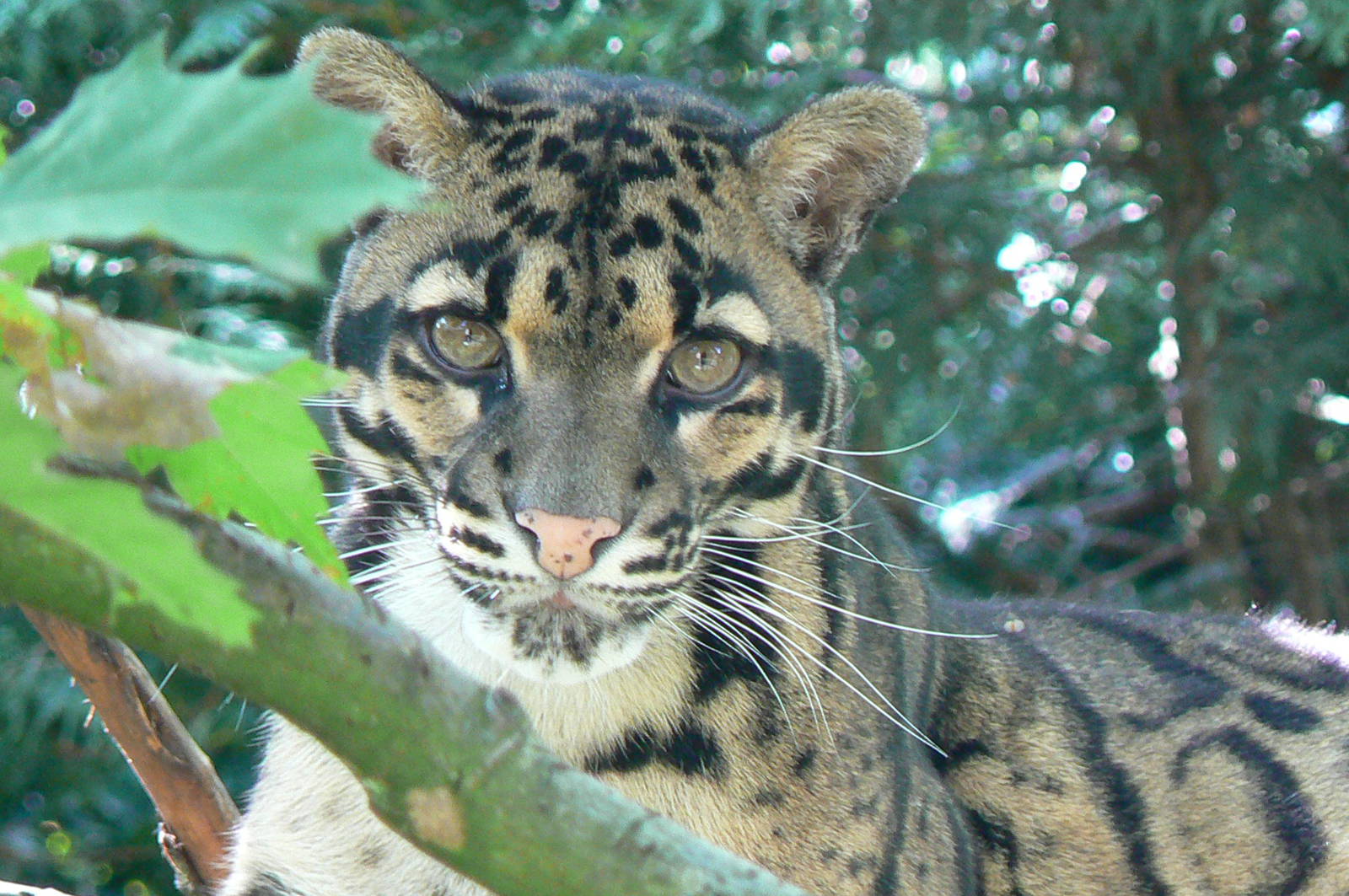 Clouded leopard
