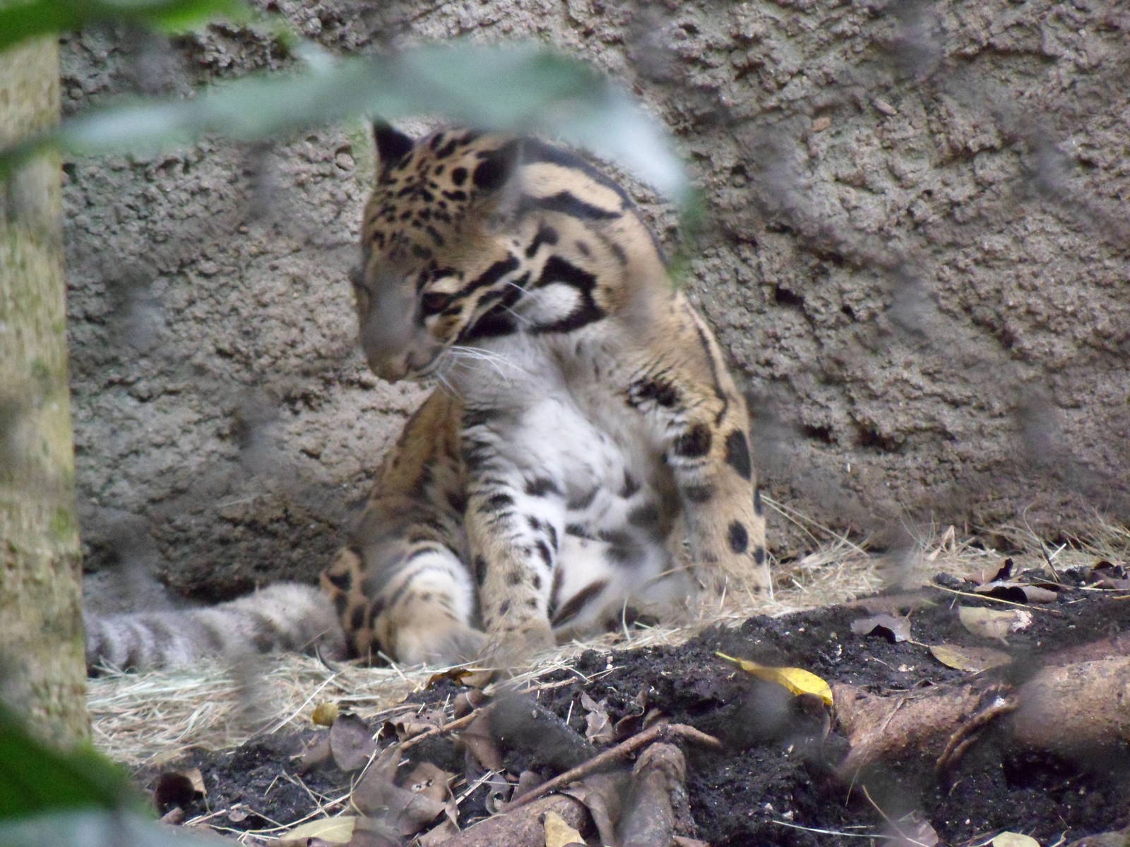 Clouded Leopard