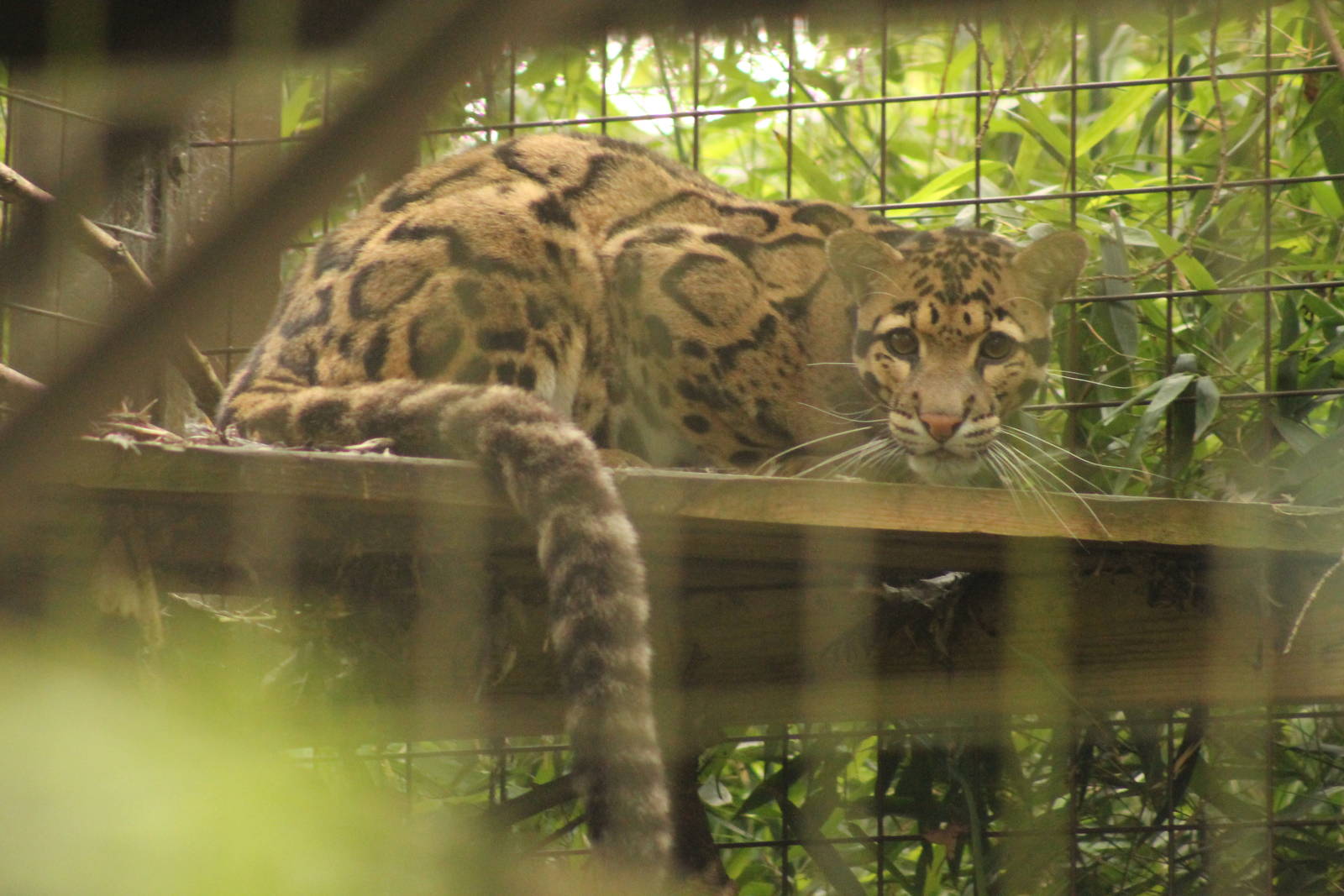 clouded leopard