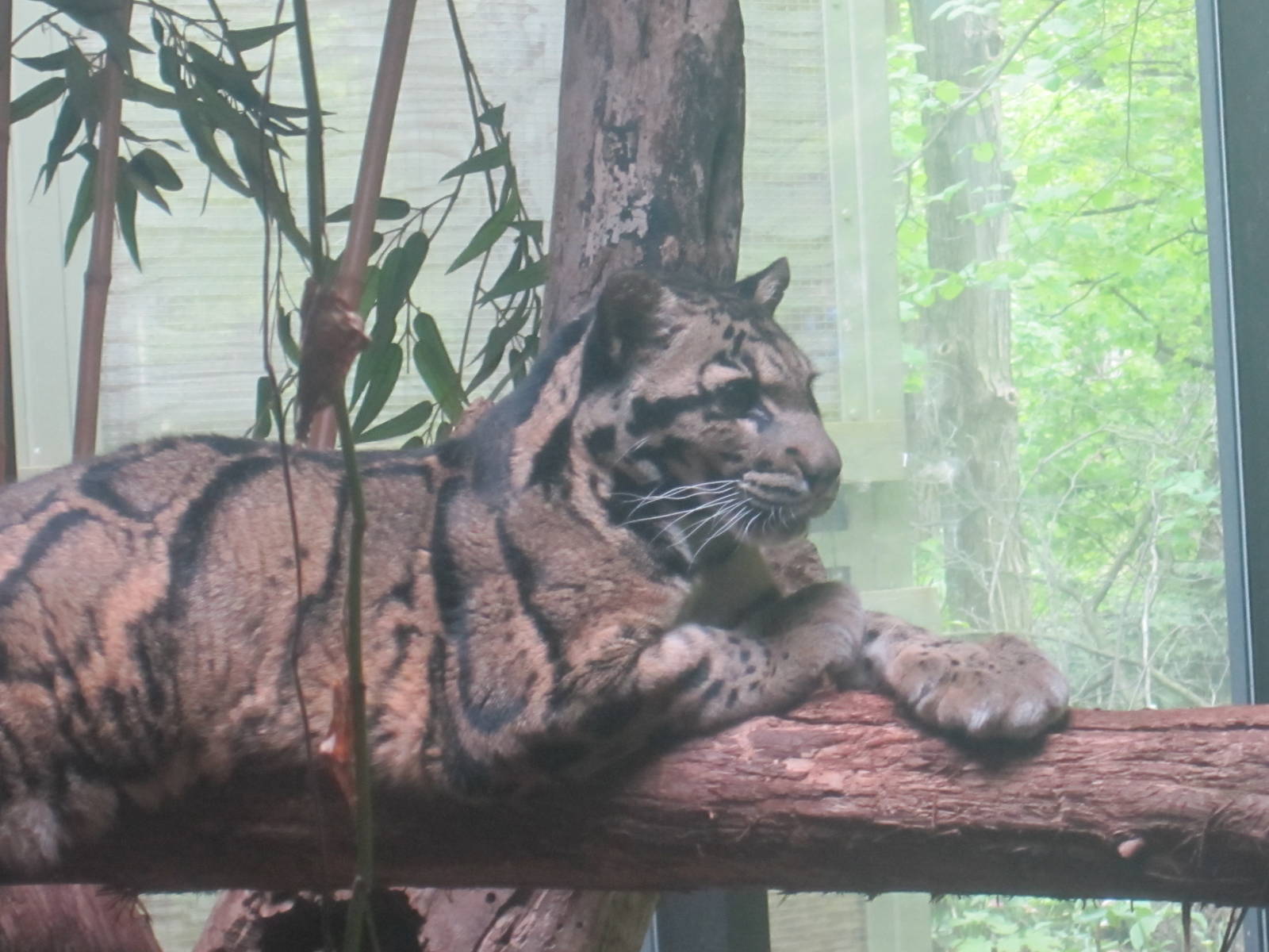 Clouded Leopard