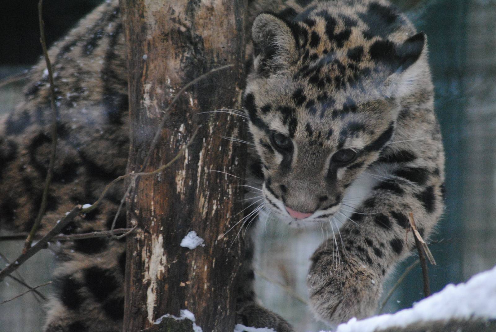 Clouded leopard