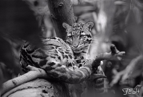 clouded leopard