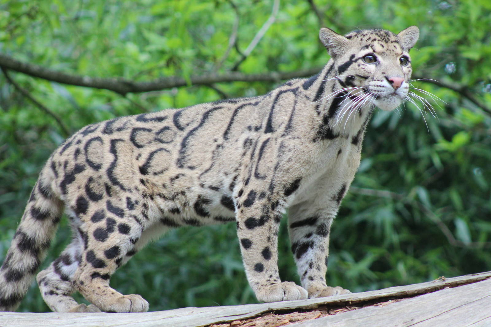 Clouded Leopard