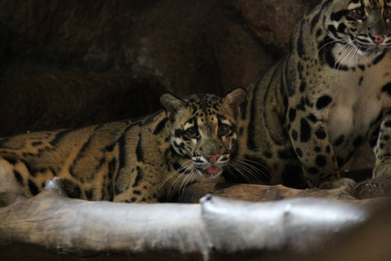 Clouded Leopard