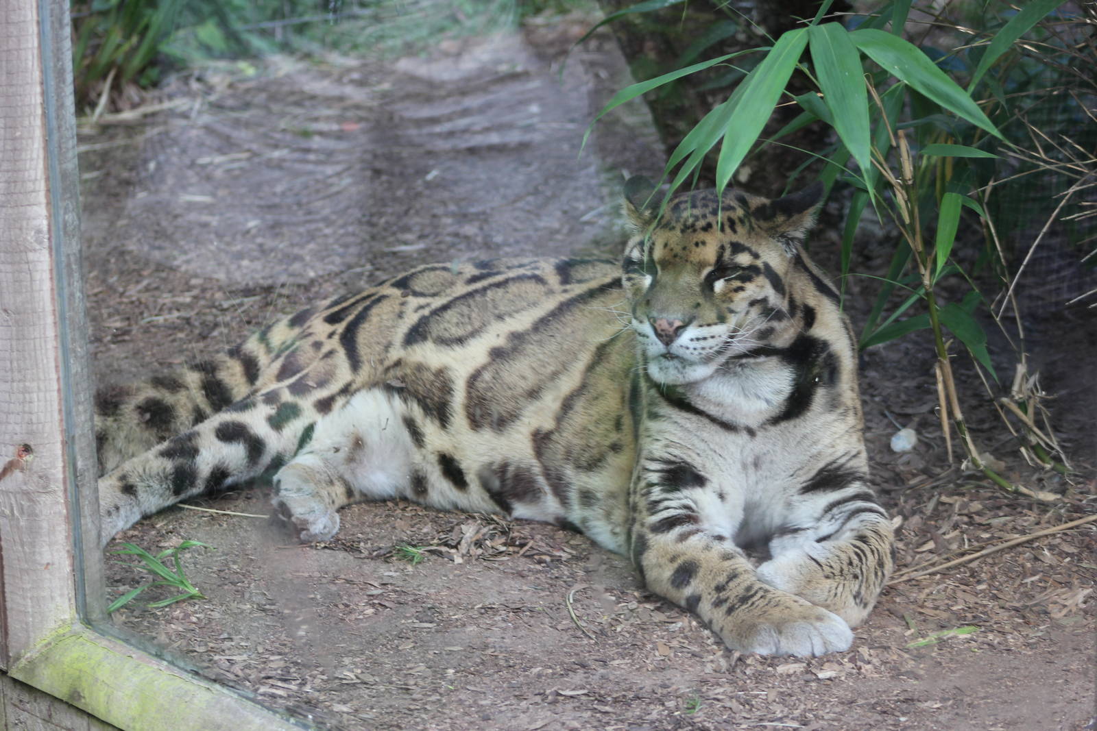 Clouded leopard