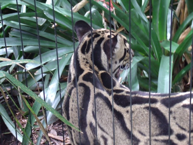 Clouded Leopard