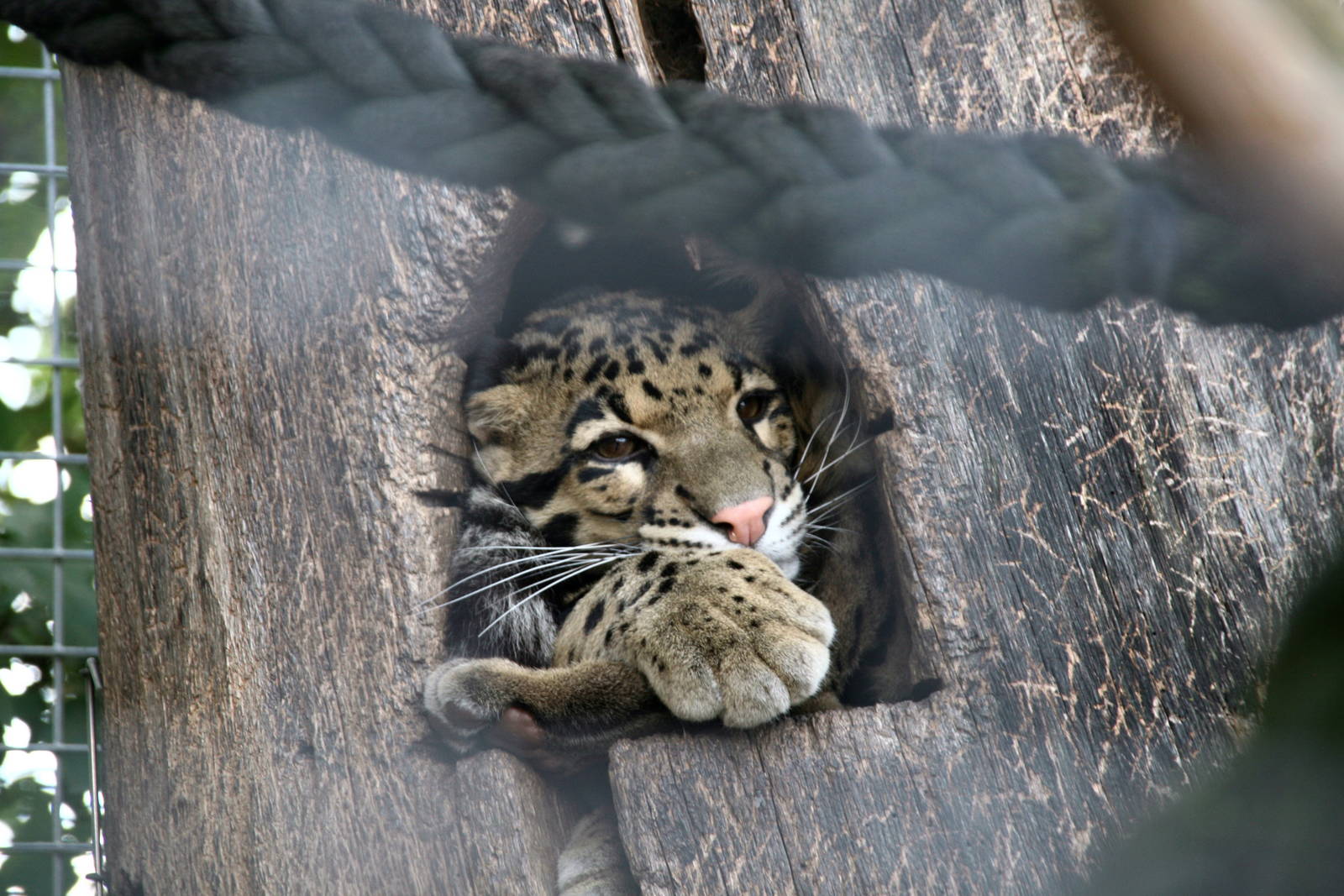Clouded leopard