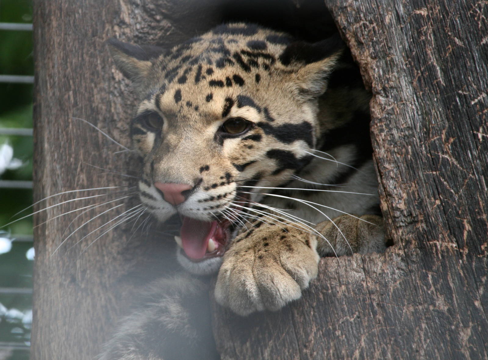 Clouded leopard