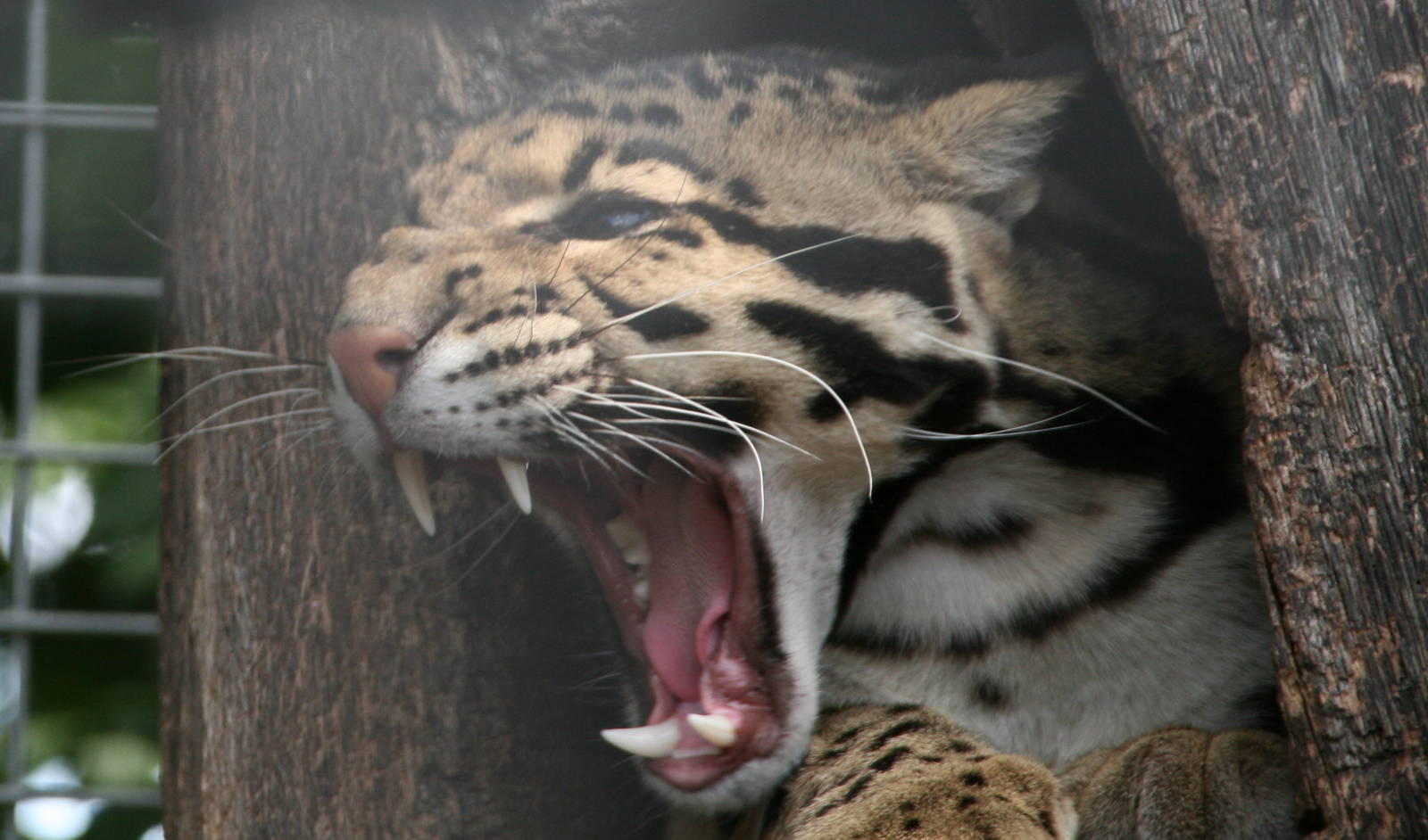 Clouded leopard