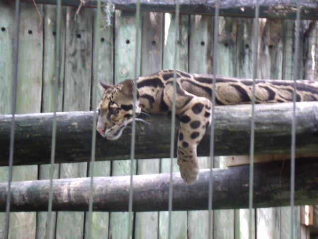 Clouded Leopard