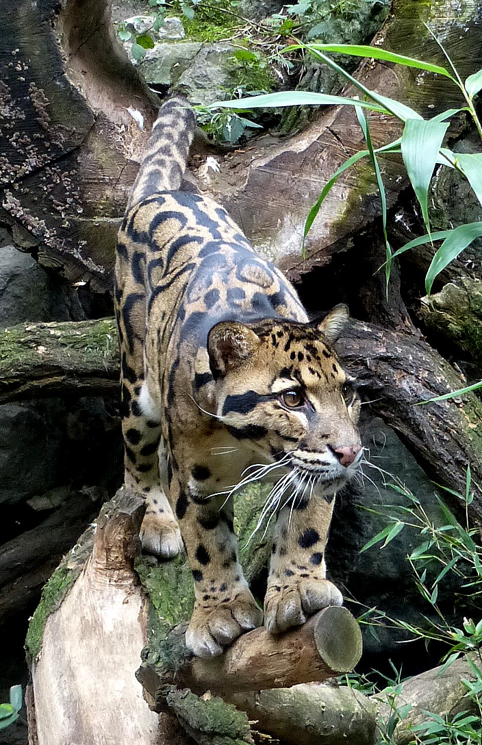 Clouded leopard