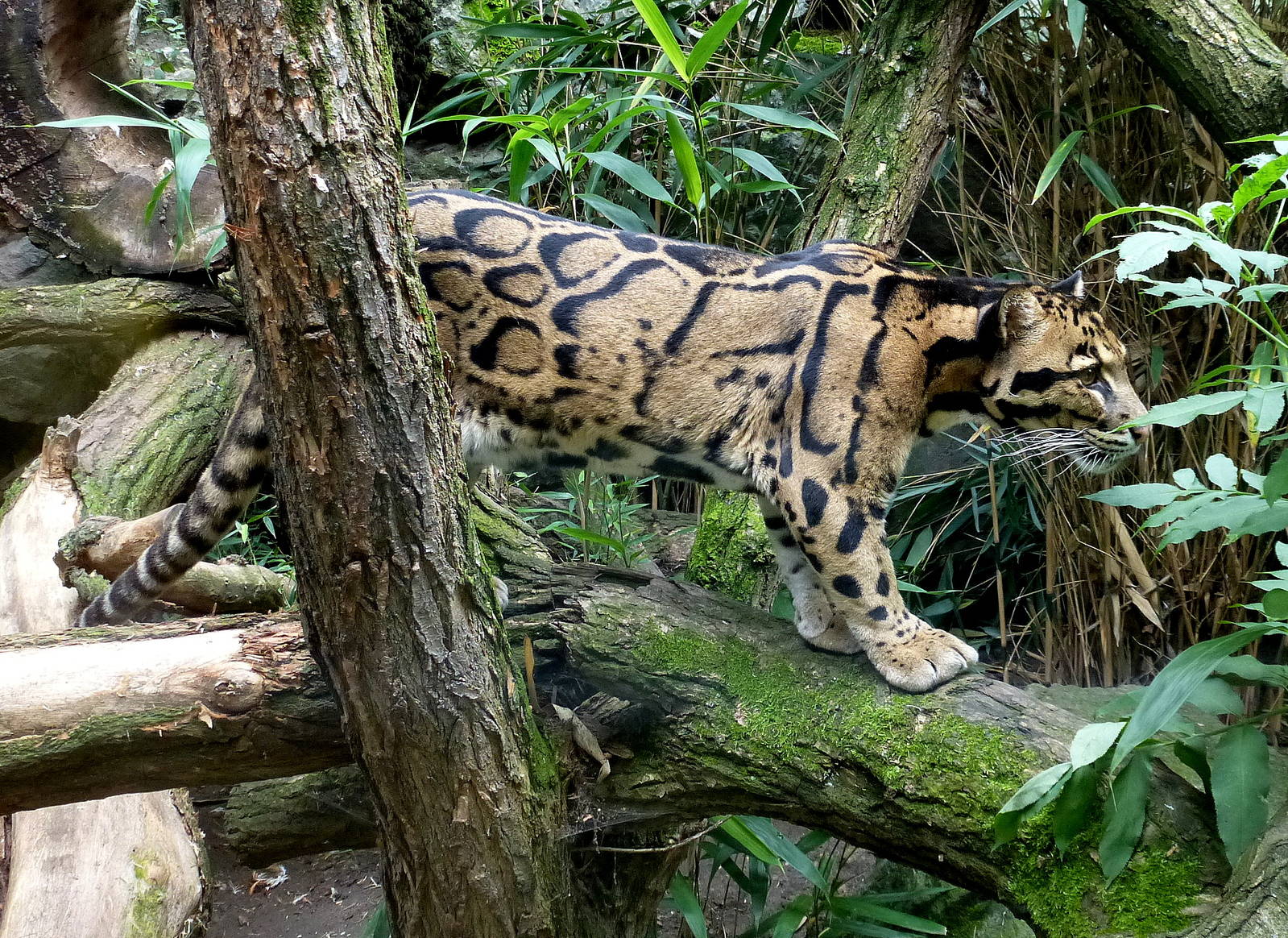Clouded leopard