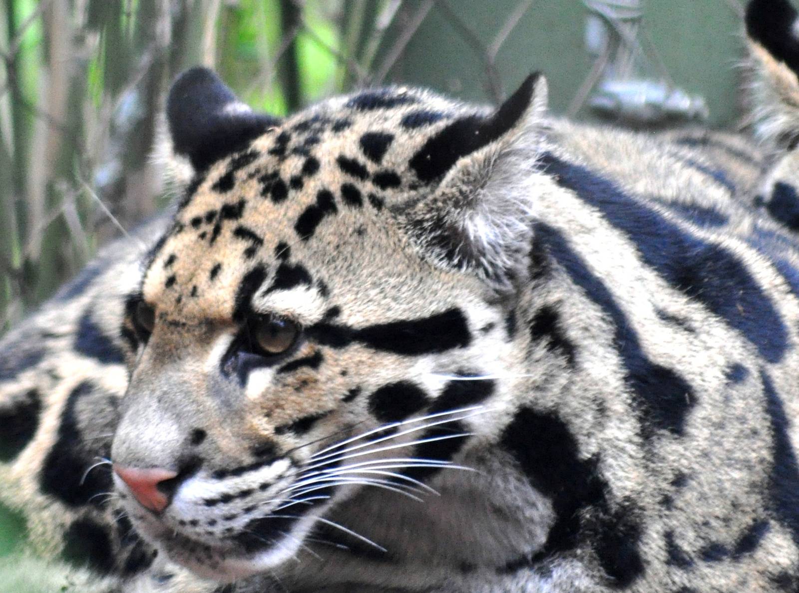 Clouded Leopard