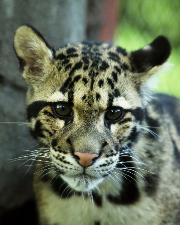 Clouded Leopard