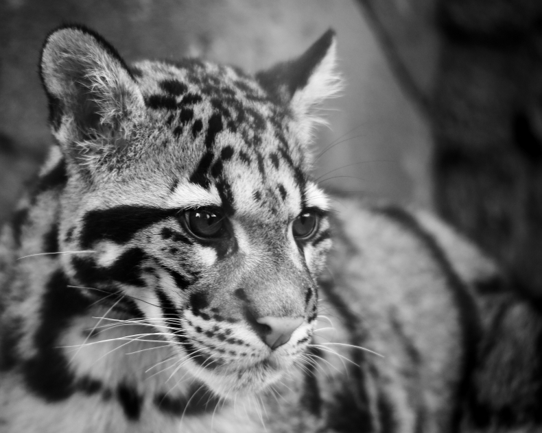 Clouded Leopard