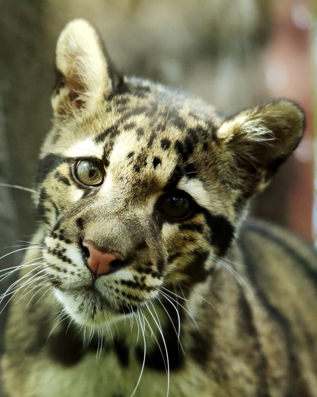 Clouded Leopard