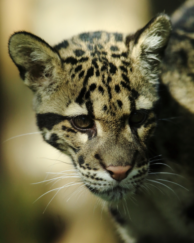 Clouded Leopard