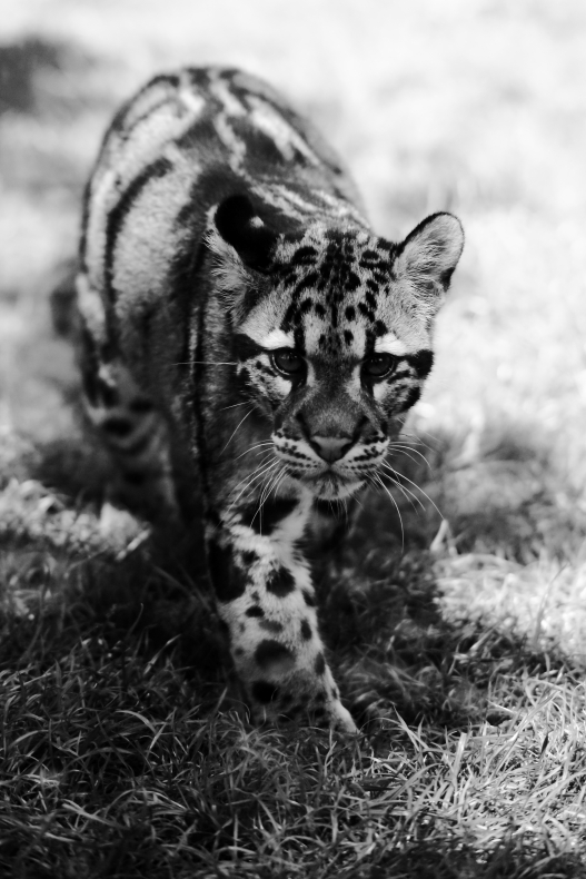 Clouded Leopard
