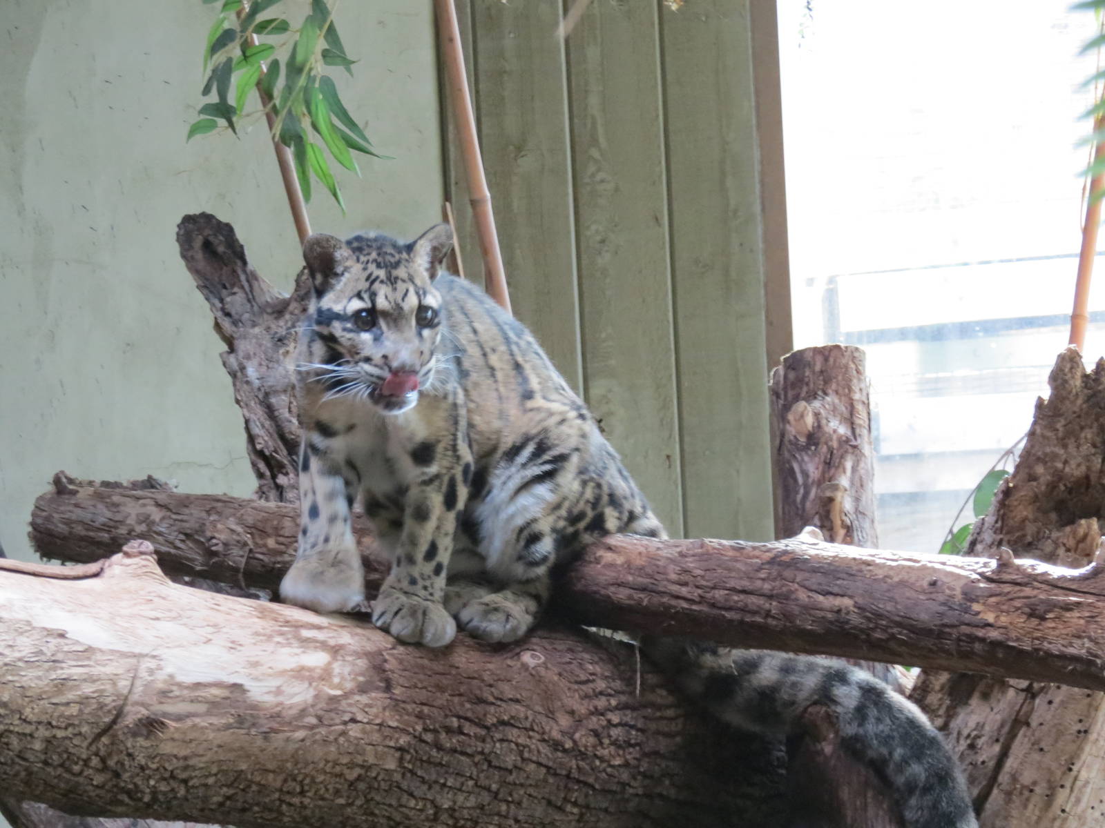 Clouded Leopard
