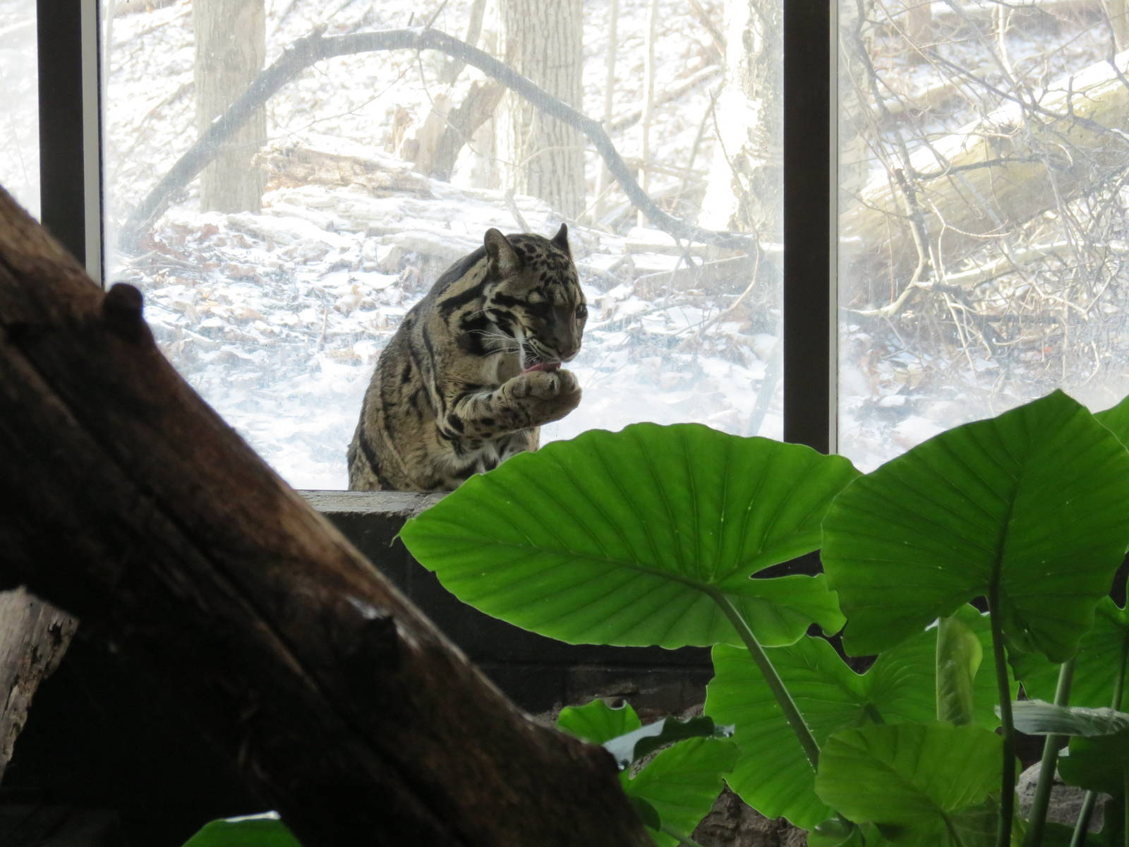 Clouded Leopard