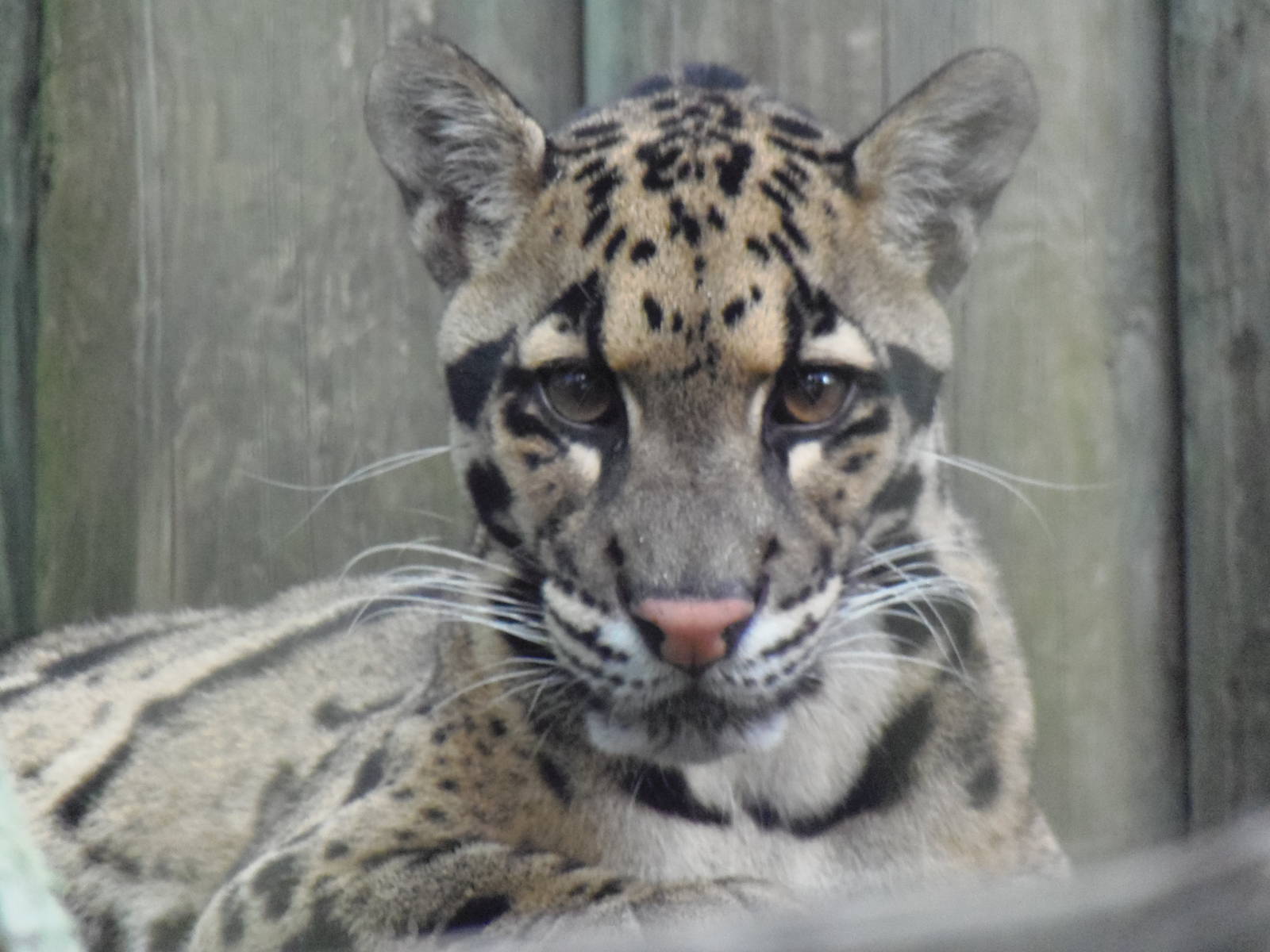 Clouded Leopard
