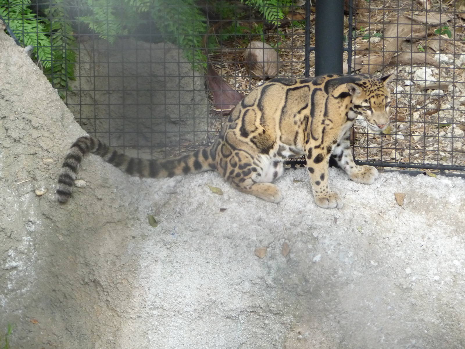 Clouded Leopard