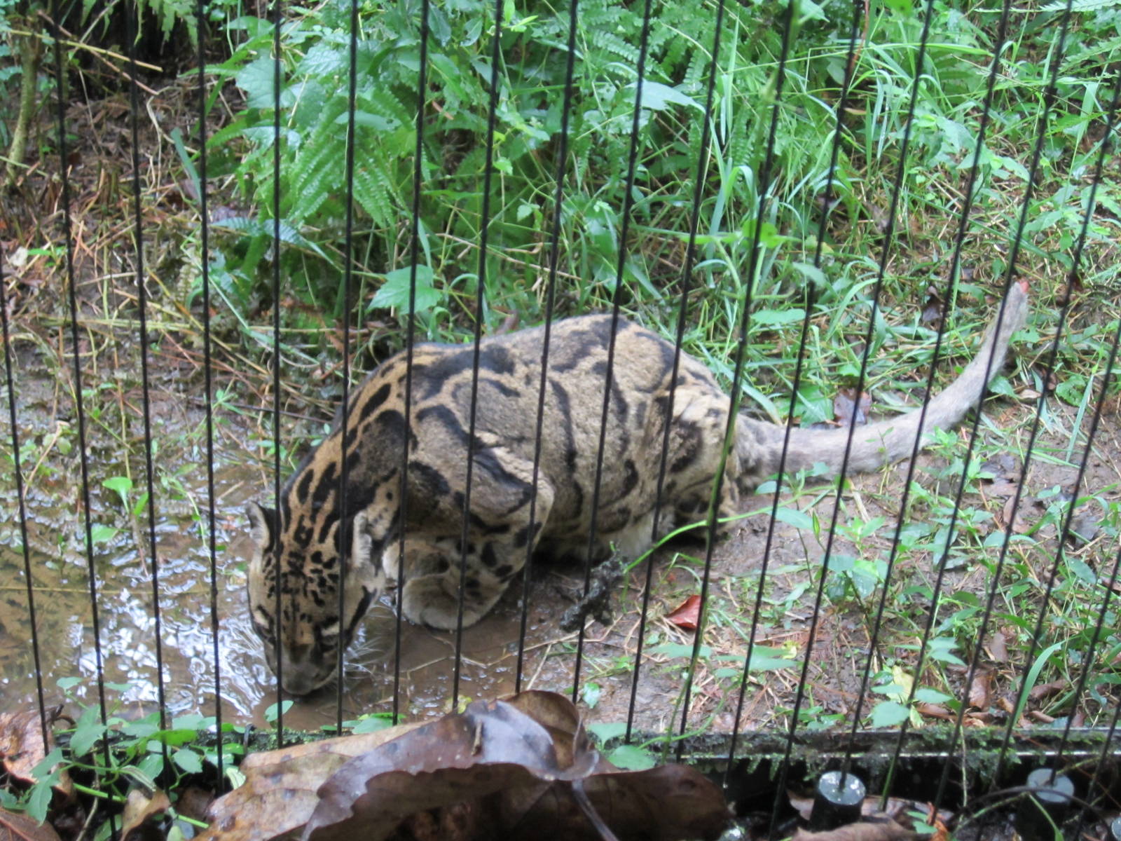 Clouded leopard