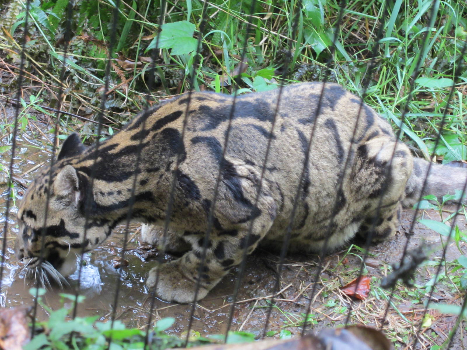 Clouded leopard