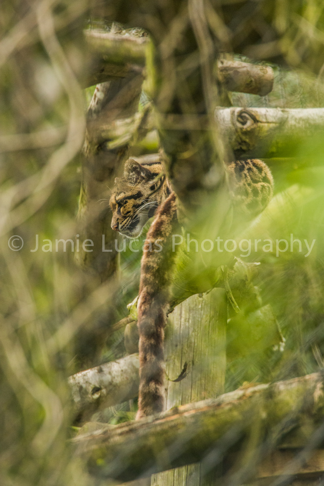Clouded Leopard