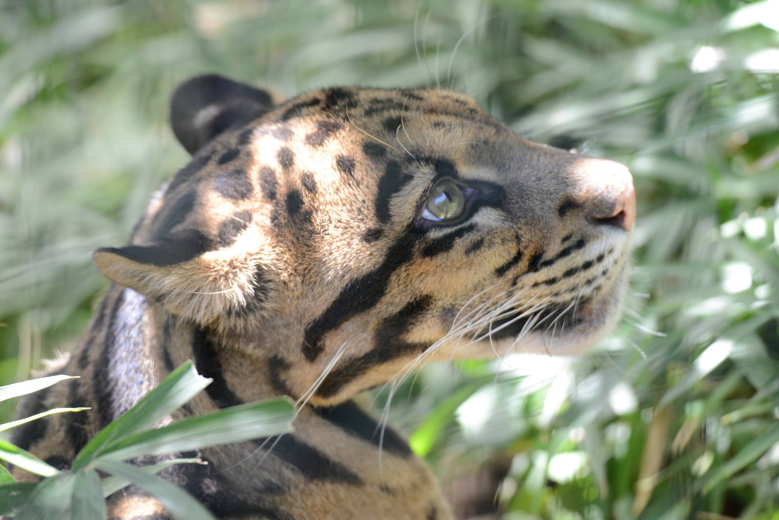Clouded leopard