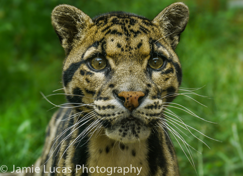 Clouded Leopard