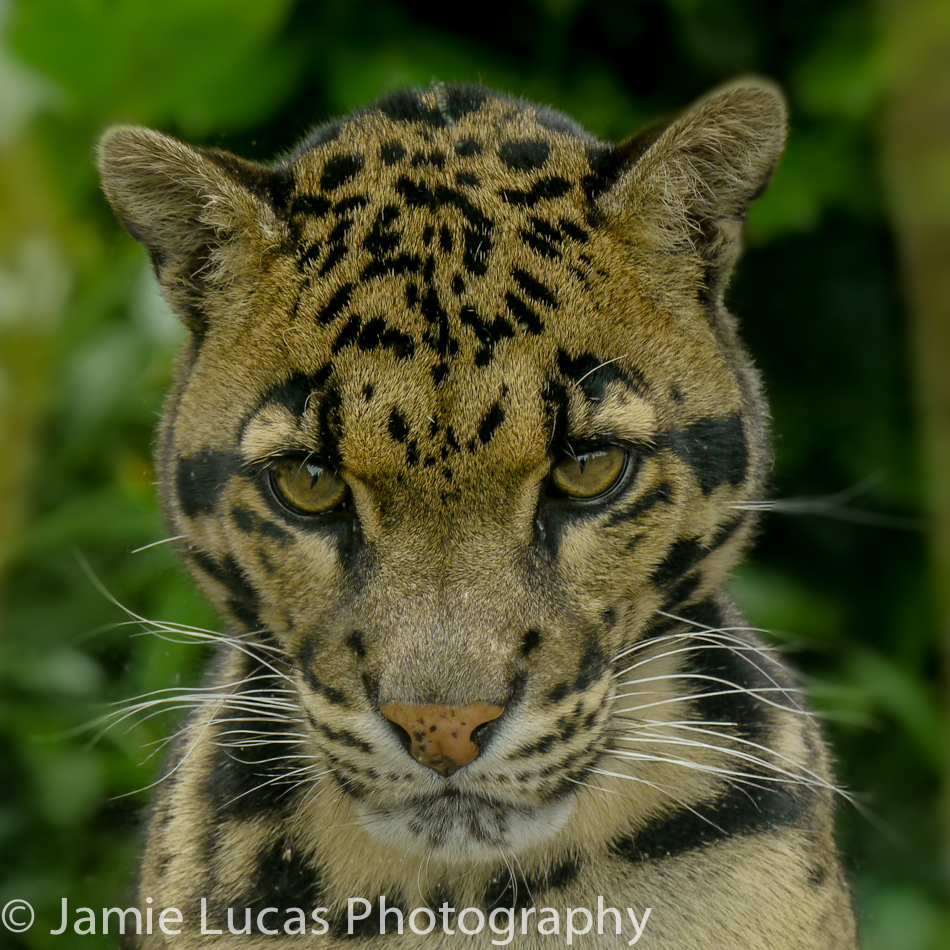 Clouded Leopard