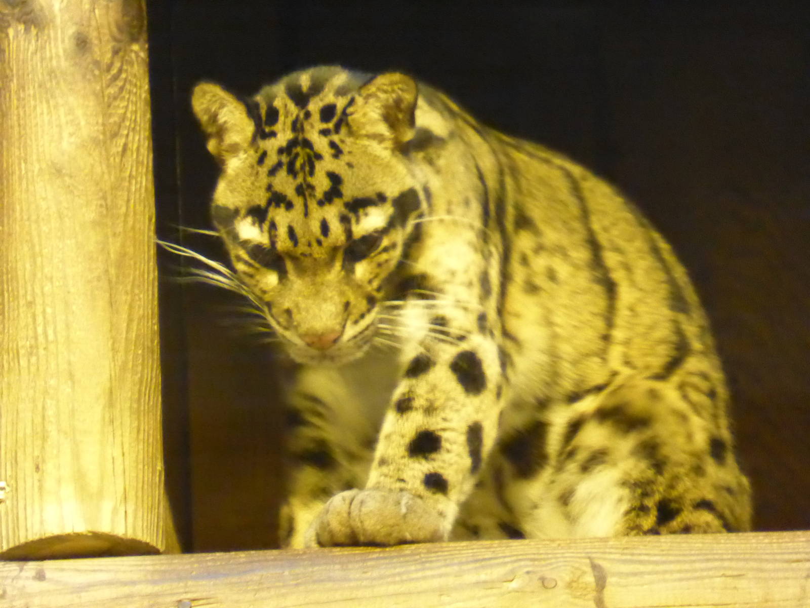 Clouded leopard .