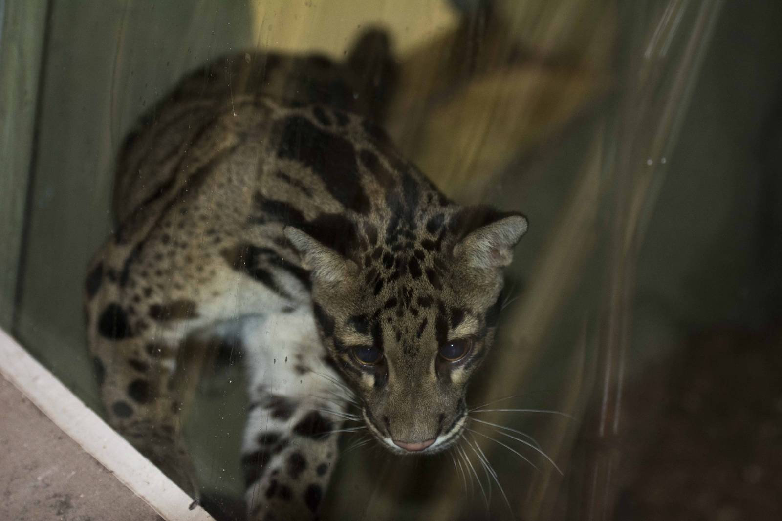 Clouded Leopard