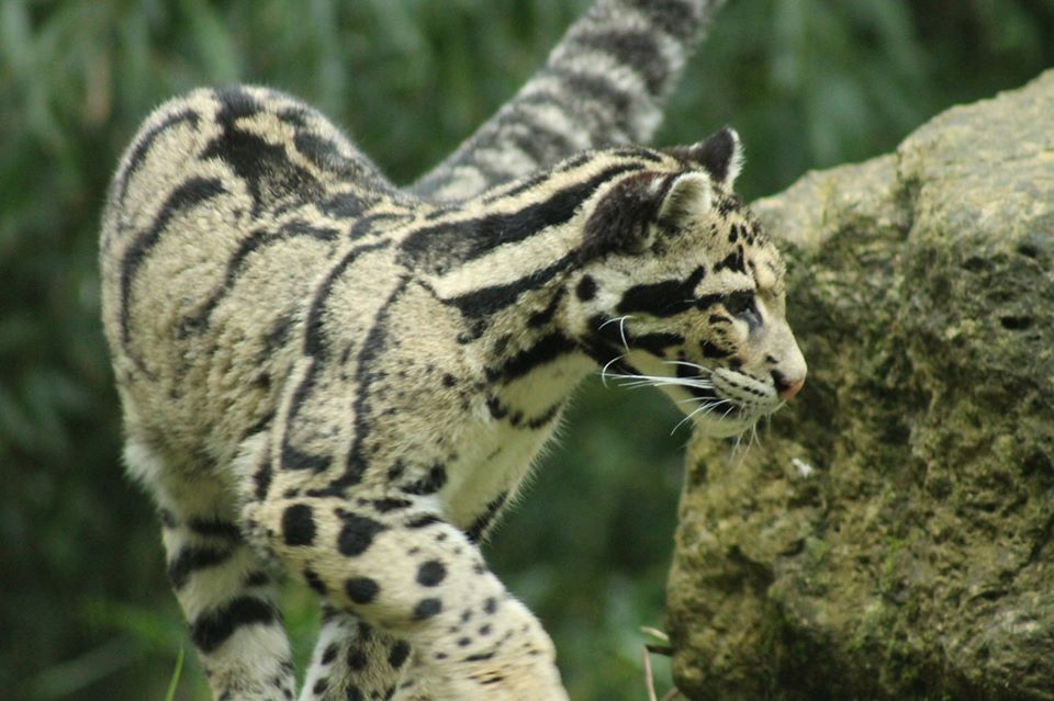 Clouded Leopard