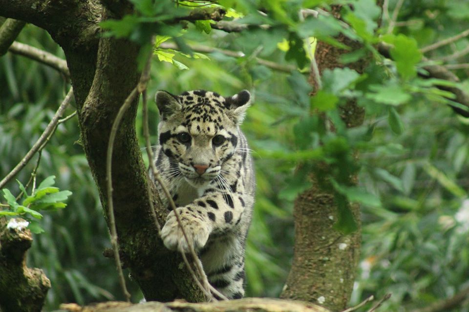 Clouded Leopard