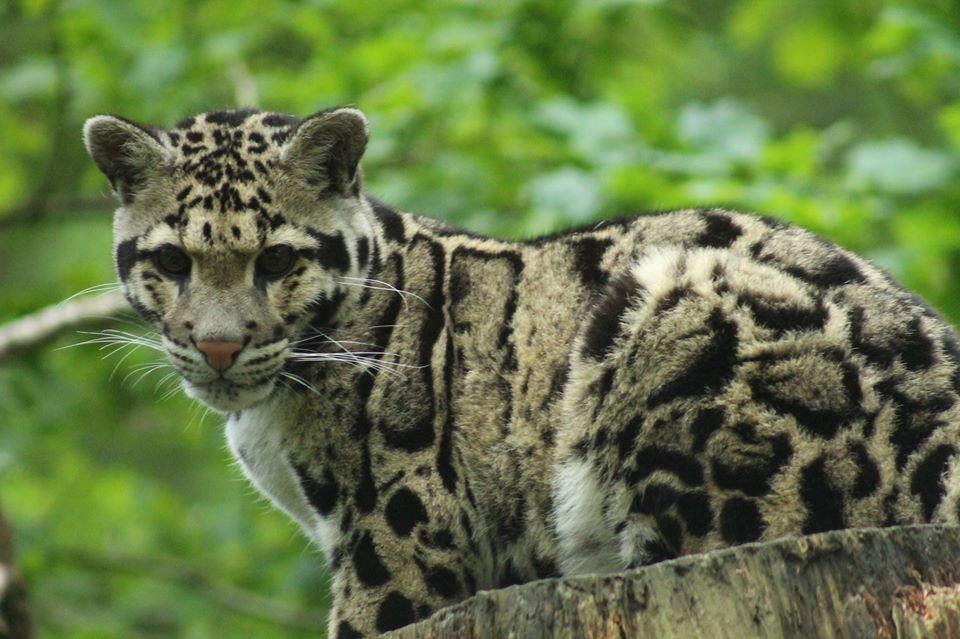 Clouded Leopard