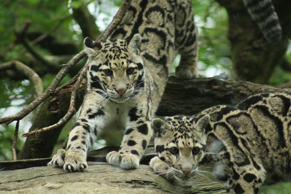 Clouded Leopard
