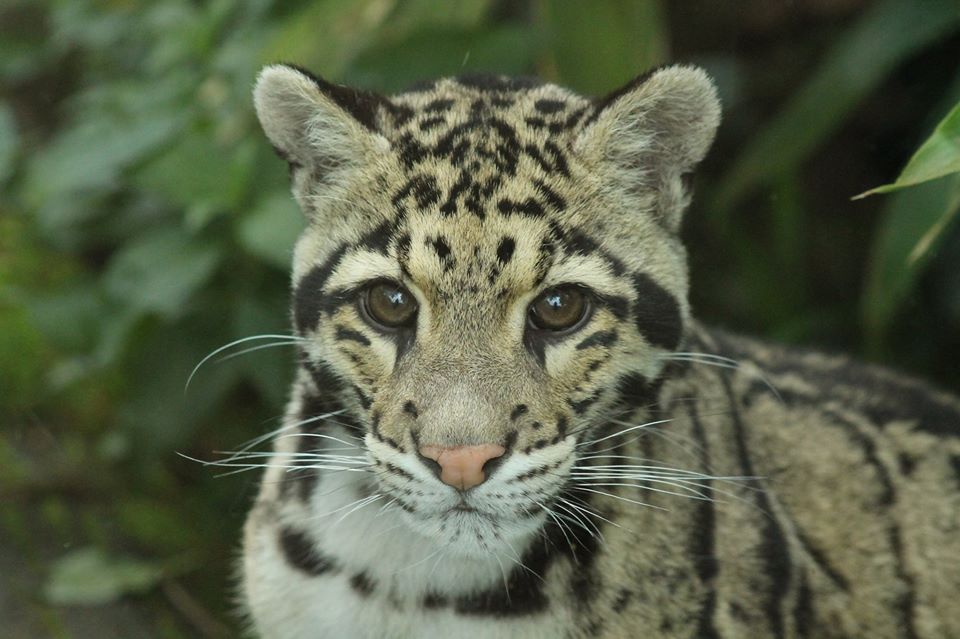 Clouded Leopard