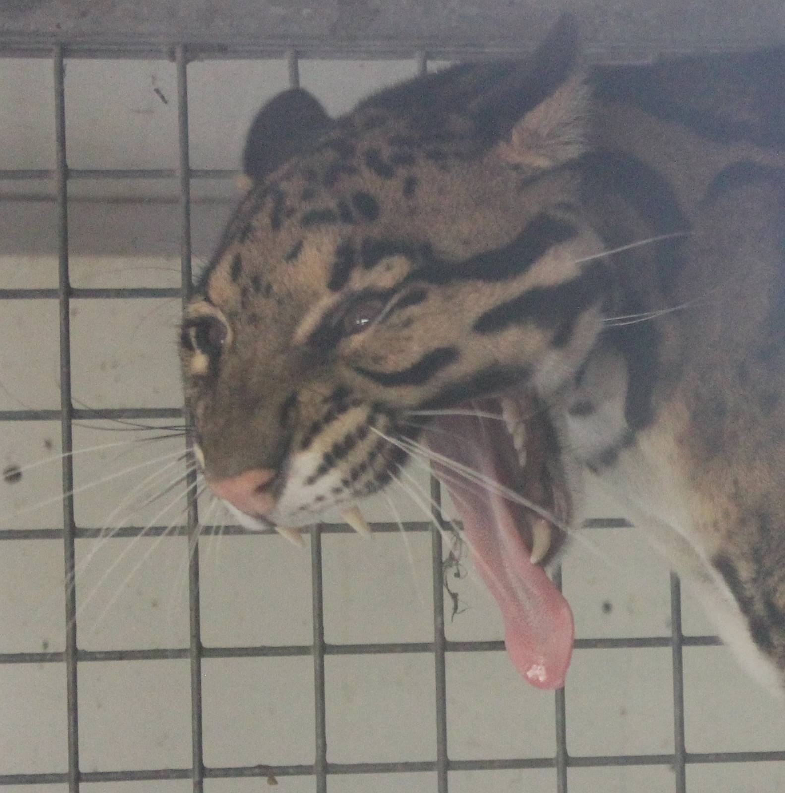 Clouded leopard