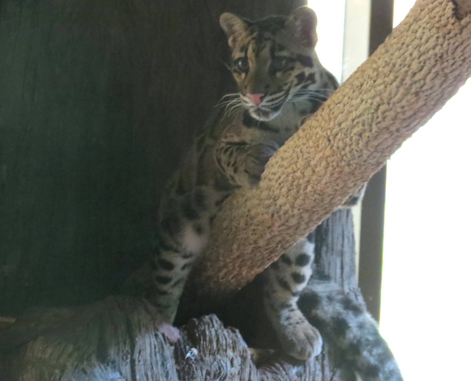 Clouded Leopard