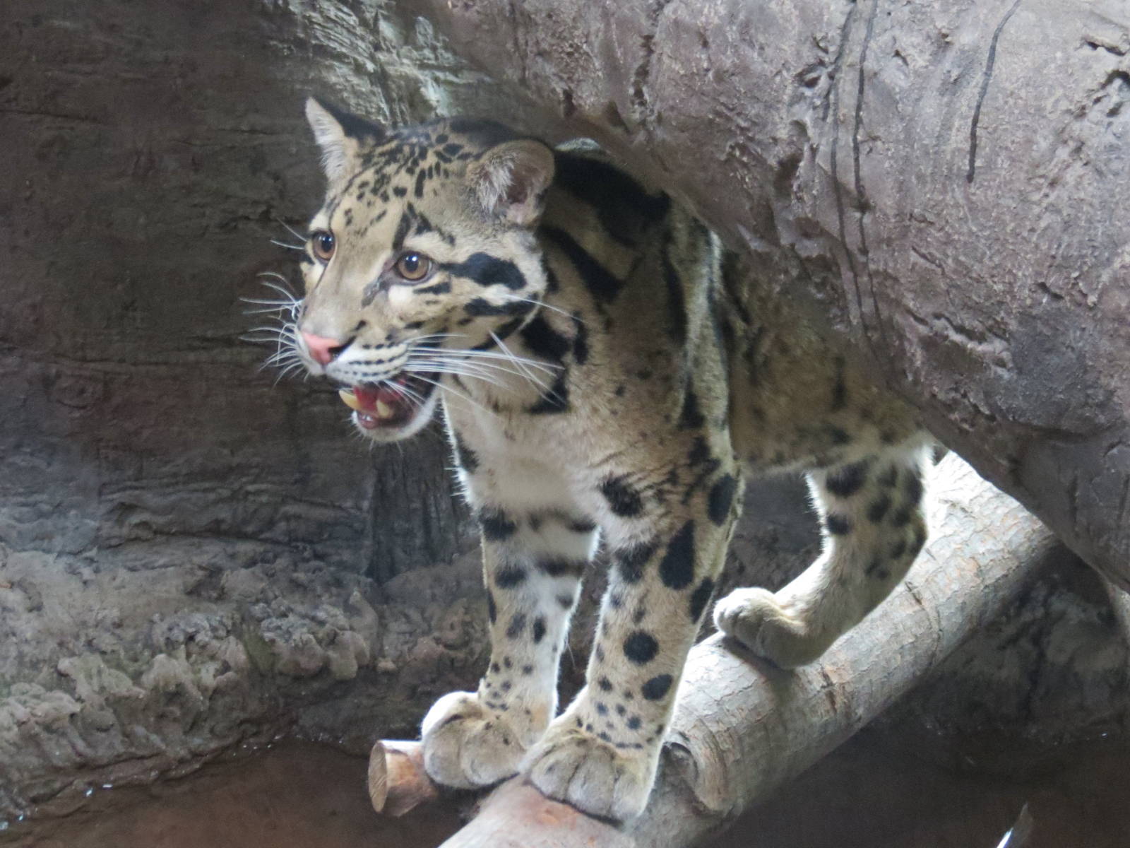 Clouded Leopard