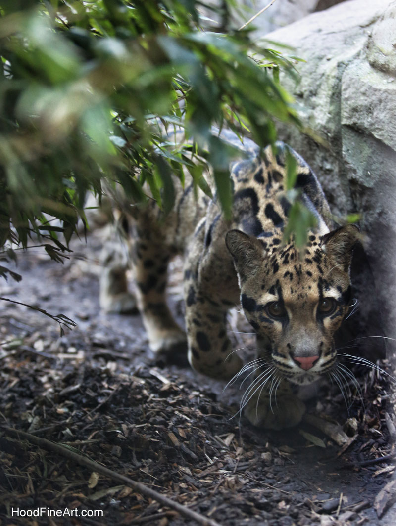 clouded leopard