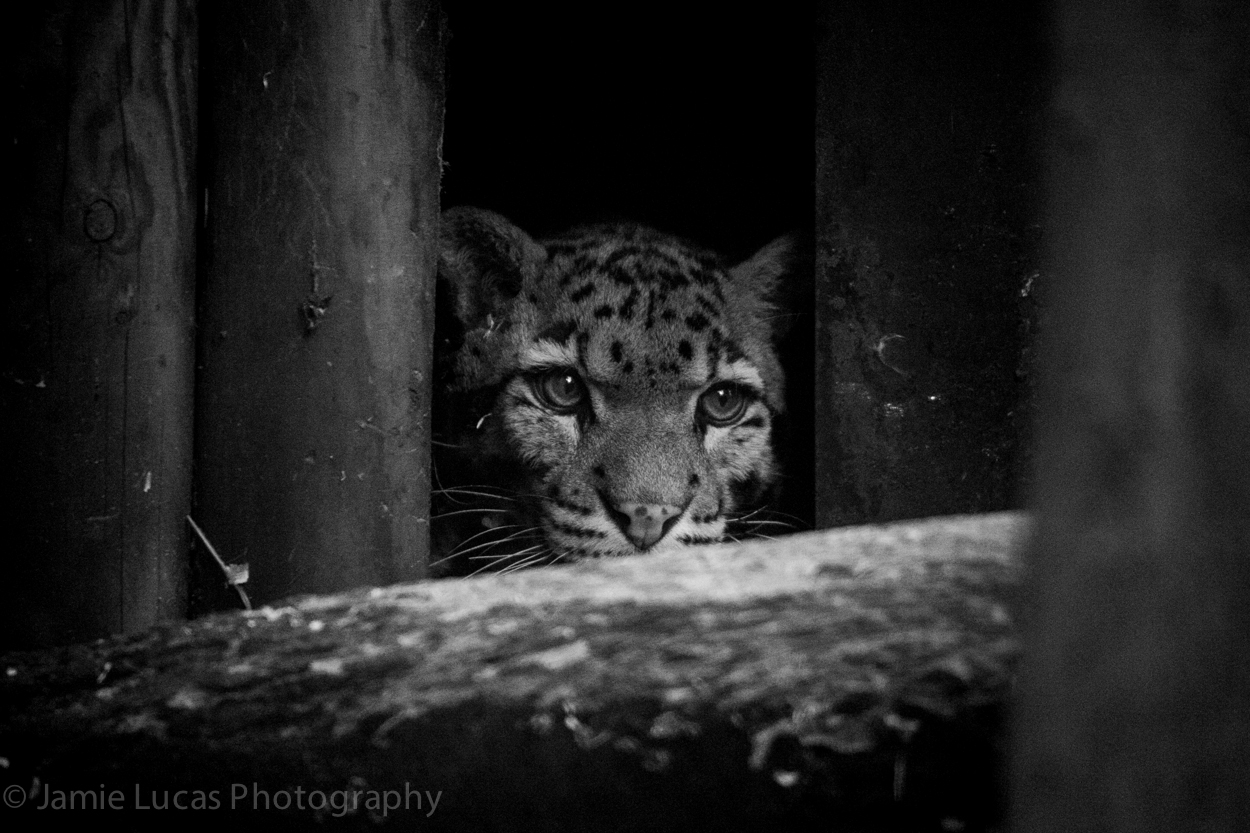 Clouded Leopard