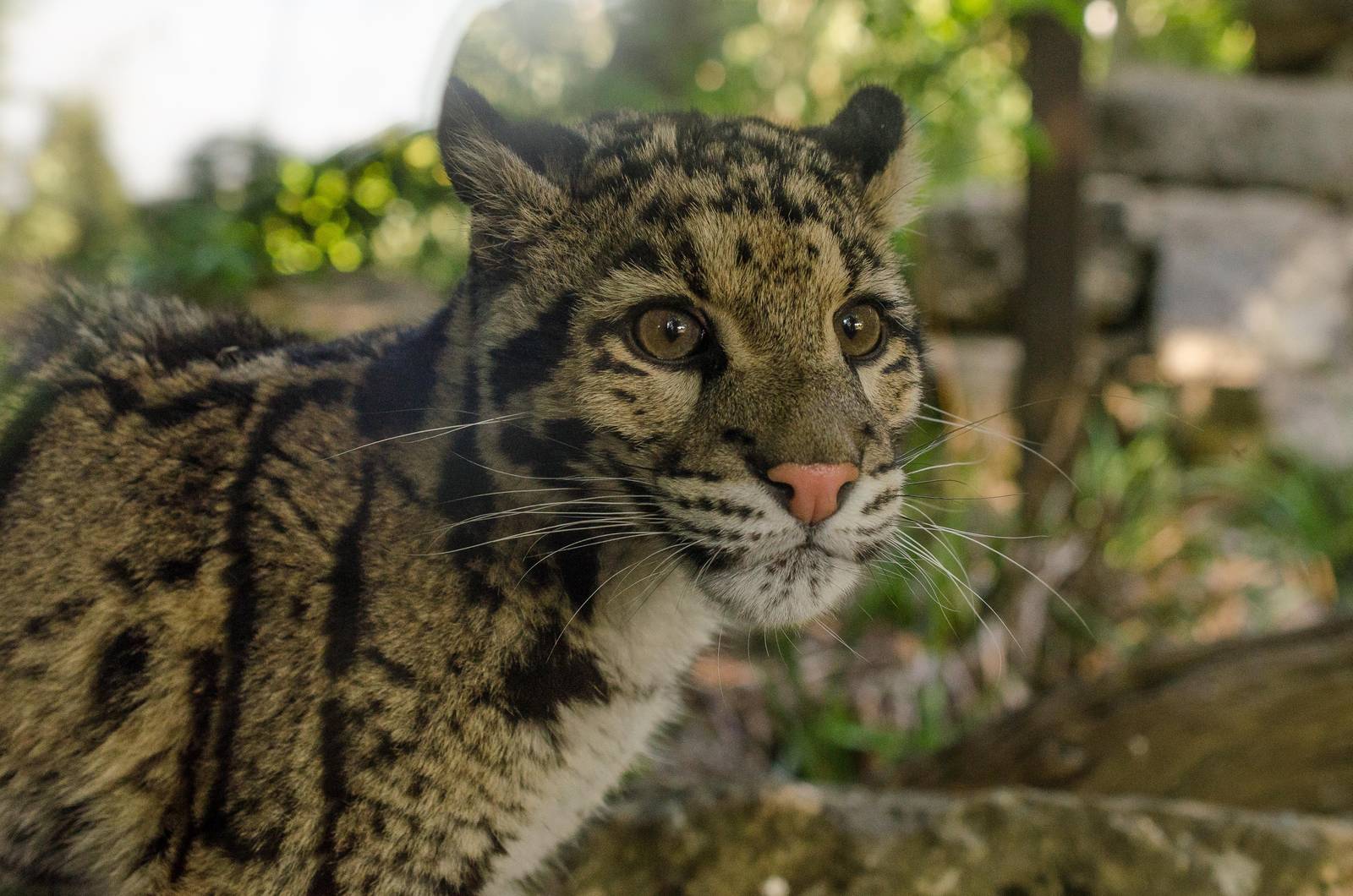 Clouded Leopard
