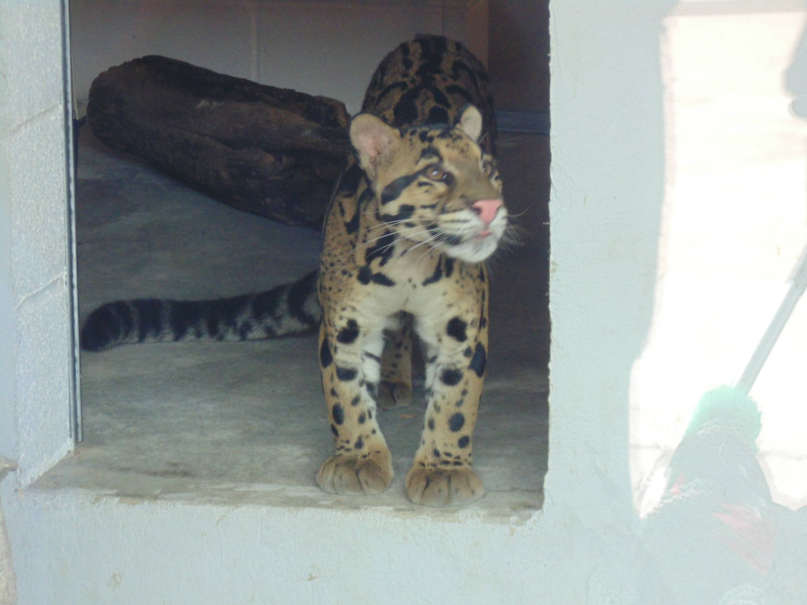 Clouded Leopard