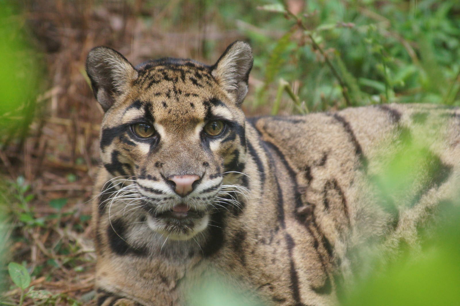 Clouded leopard