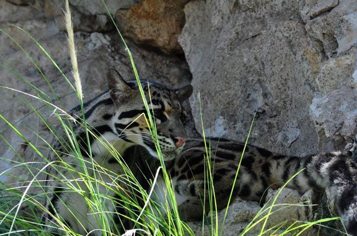 Clouded Leopard